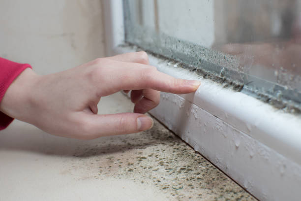 Best Real Estate Mold Inspection  in USA